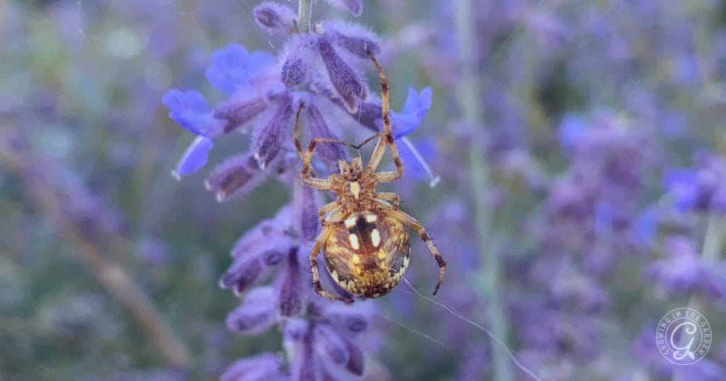 Gardening for Beginners: Beneficial Insects as Pest Control