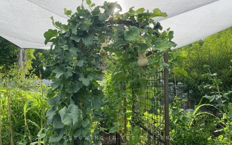 Installing a walkway arch trellis in your garden can really transform it into something special. I love the look of these trellises from any side. 