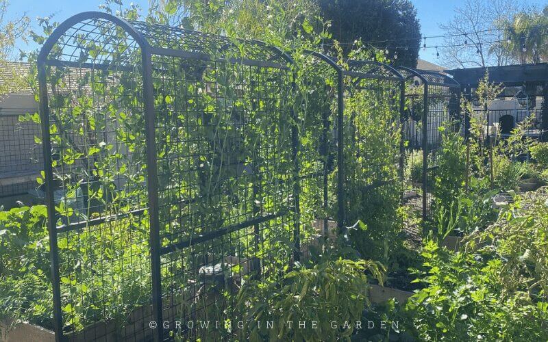 Overall I am very happy with the arch walkway trellises, but experience is the best teacher, and there are a couple of things I would change if I could do it again.