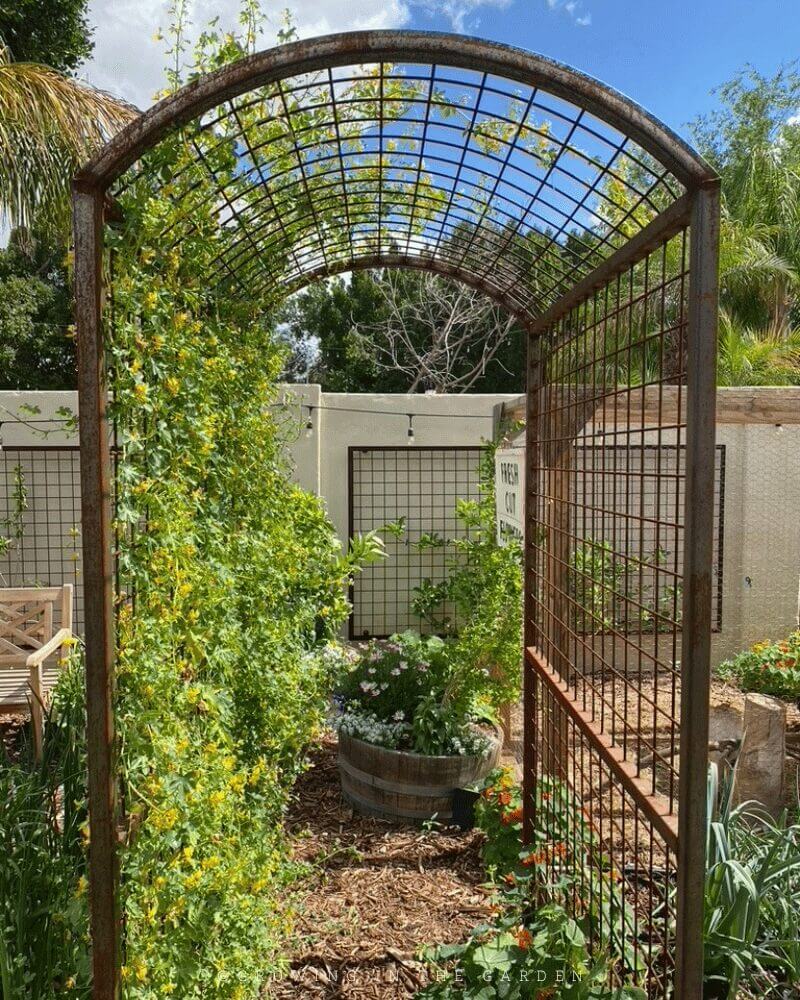 The permanent vertical space supplied by these trellises has been put to good use throughout the years since installation. Here's some of what has grown on them: 