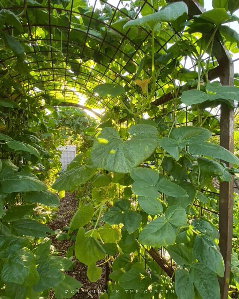 The permanent vertical space supplied by these trellises has been put to good use throughout the years since installation. Here's some of what has grown on them: 