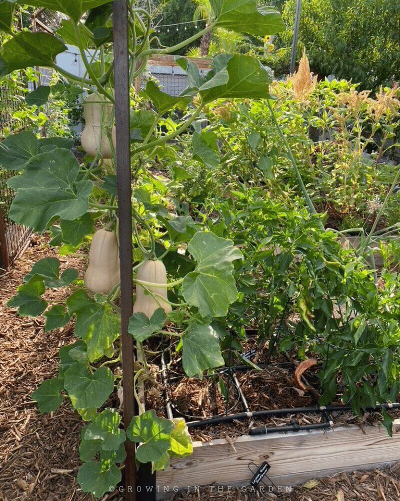 The permanent vertical space supplied by these trellises has been put to good use throughout the years since installation. Here's some of what has grown on them: 