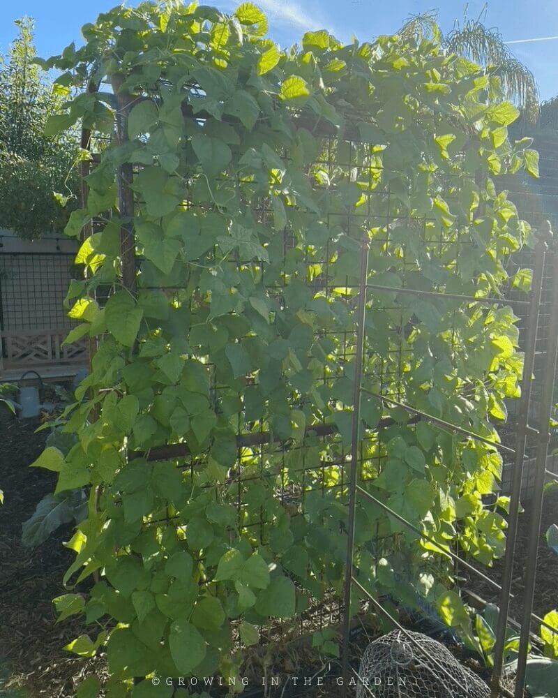 The permanent vertical space supplied by these trellises has been put to good use throughout the years since installation. Here's some of what has grown on them: 