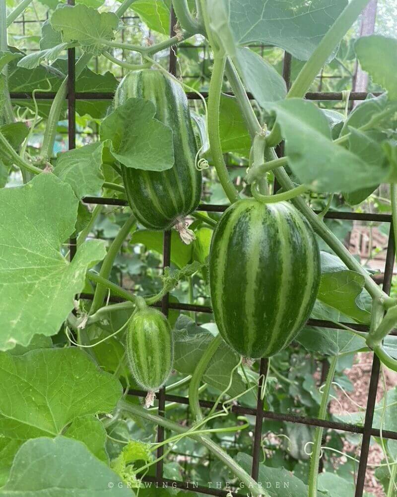 The permanent vertical space supplied by these trellises has been put to good use throughout the years since installation. Here's some of what has grown on them: 