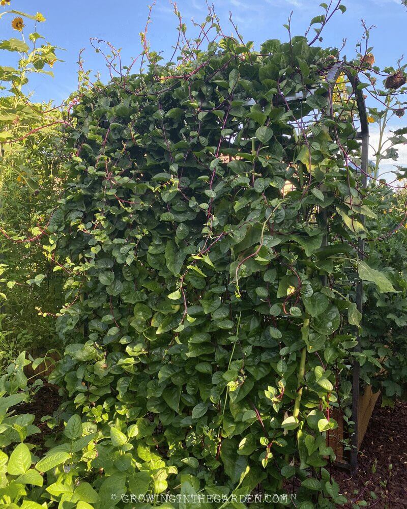 The permanent vertical space supplied by these trellises has been put to good use throughout the years since installation. Here's some of what has grown on them: 