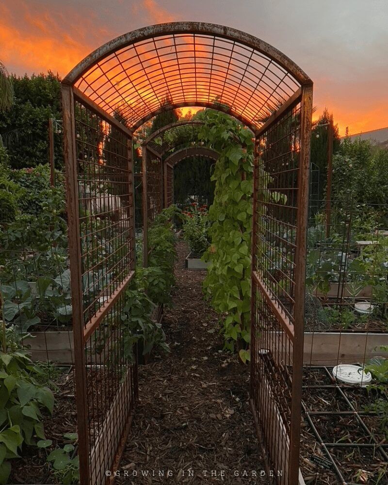 The permanent vertical space supplied by these trellises has been put to good use throughout the years since installation. Here's some of what has grown on them: 