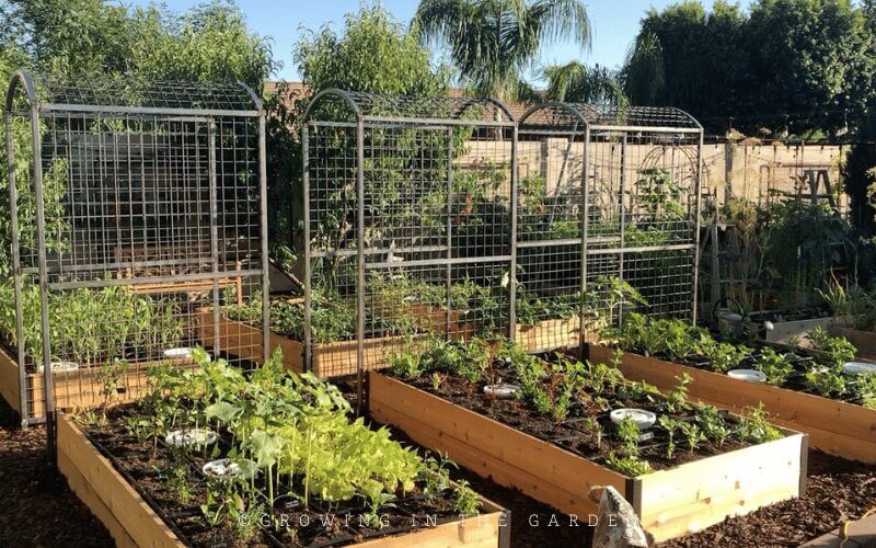 Vertical Gardening: Arch Walkway Trellises