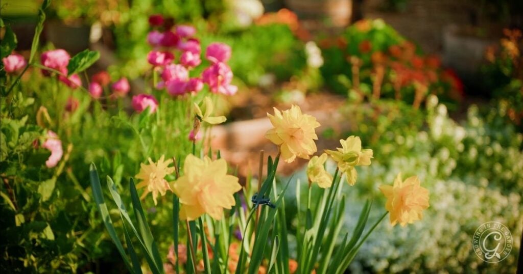 Yellow daffodils and pink flowers bloom in a vibrant, sunlit garden—an inspiring scene for any Arizona Bulb Growing Guide.