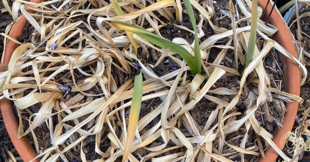 Let the leaves die back naturally to return energy to the bulb or corm.