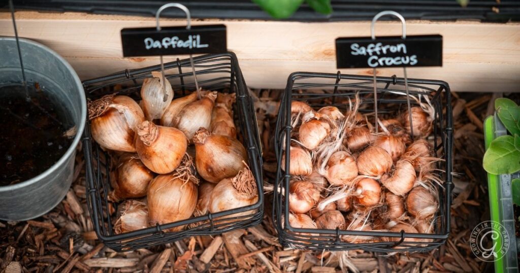 Two wire baskets hold daffodil and saffron crocus bulbs, each labeled with small signs, on a wood chip surface—an ideal start for any Arizona Bulb Growing Guide.