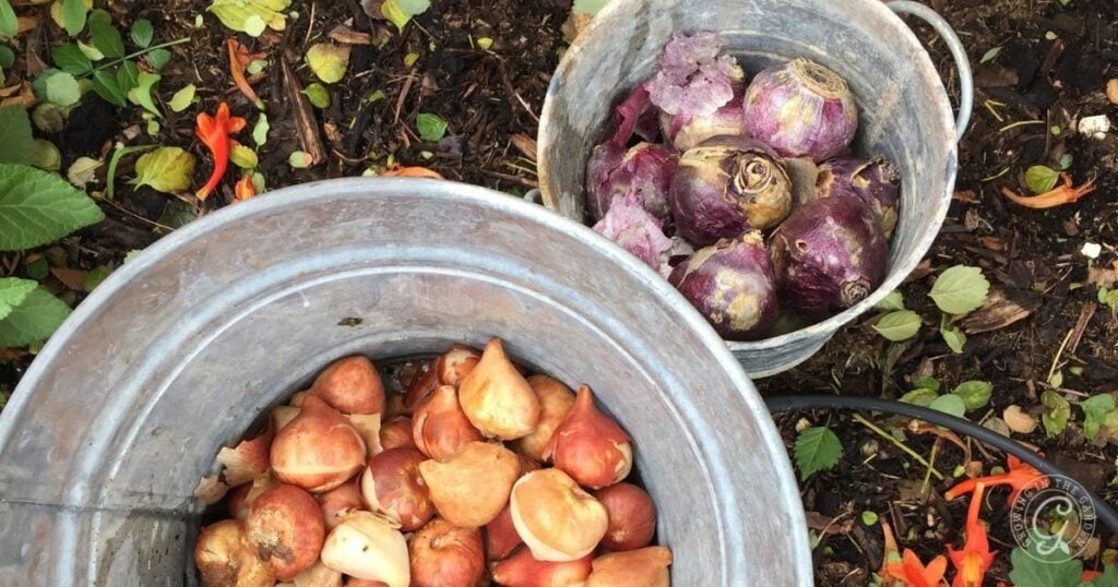Two metal buckets on soil—one with flower bulbs, the other with purple turnips and onion skins—perfectly capture the spirit of an Arizona Bulb Growing Guide.
