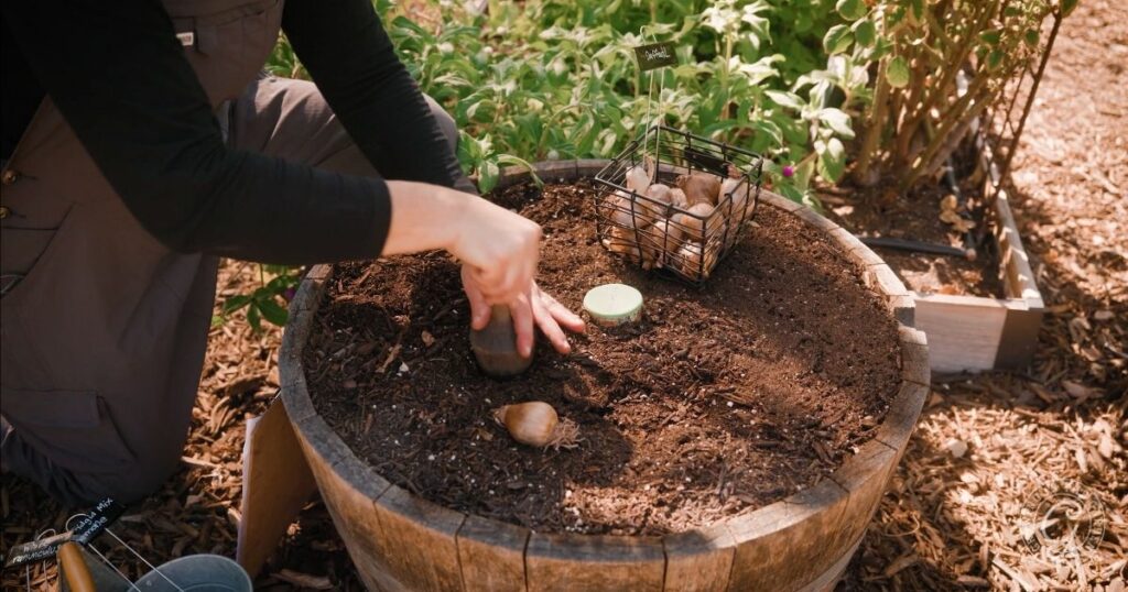 Person following the Arizona Bulb Growing Guide, planting bulbs in a large wooden barrel filled with soil in a garden.