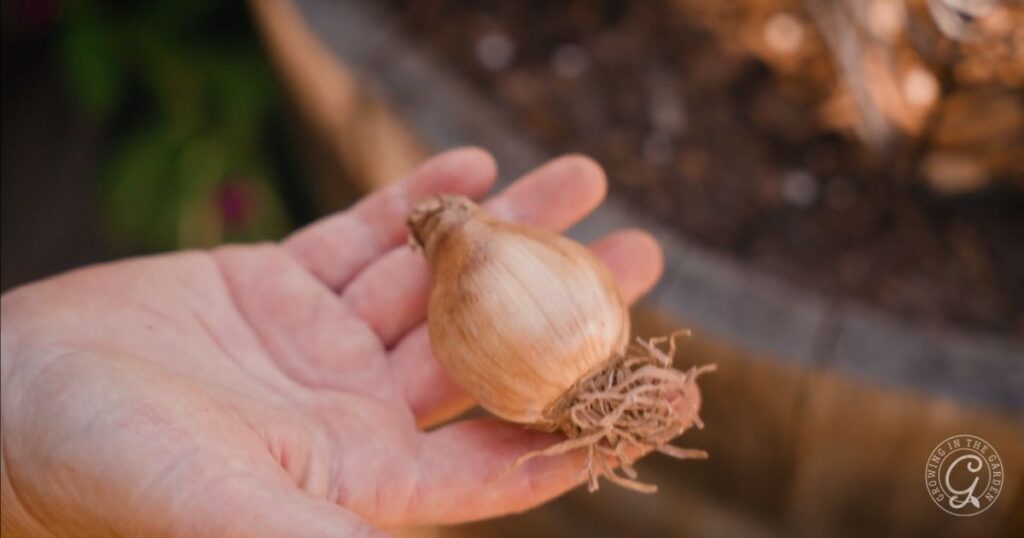 A hand holds a flower bulb with visible roots, ready for planting—perfect for following the Arizona Bulb Growing Guide.