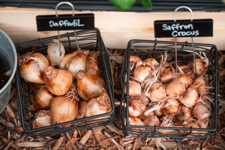 Arizona Bulb Growing Guide: How to Grow Bulbs in the Low Desert featured image