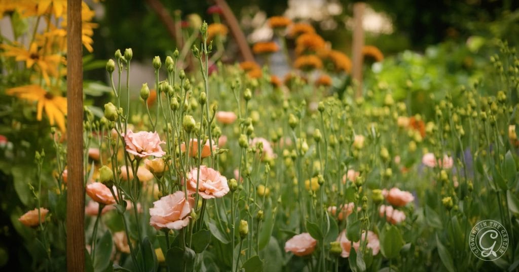 Arizona Garden in June