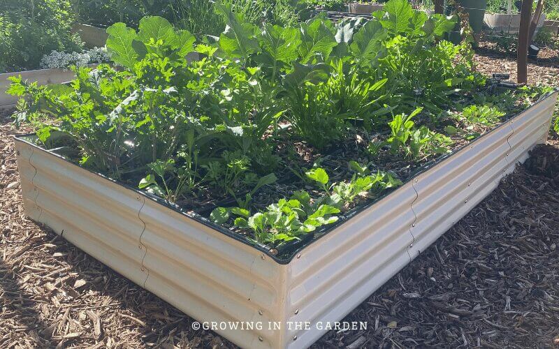 Top 5 Raised Bed Gardening Mistakes