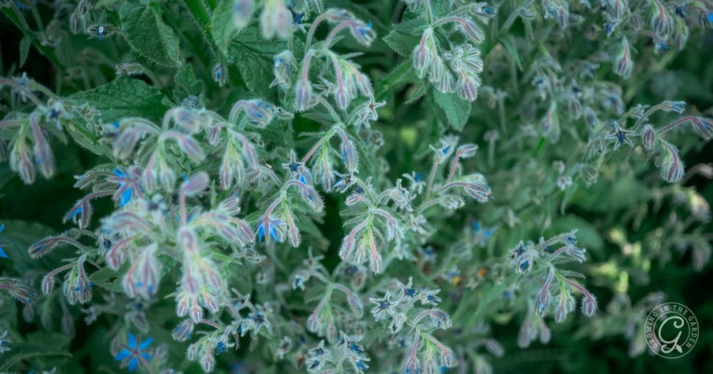 Close-up of green, fuzzy borage leaves and stems with small star-shaped blue flowers; the lush, slightly blurred effect evokes the soft, textured beauty of an Arizona garden in May.