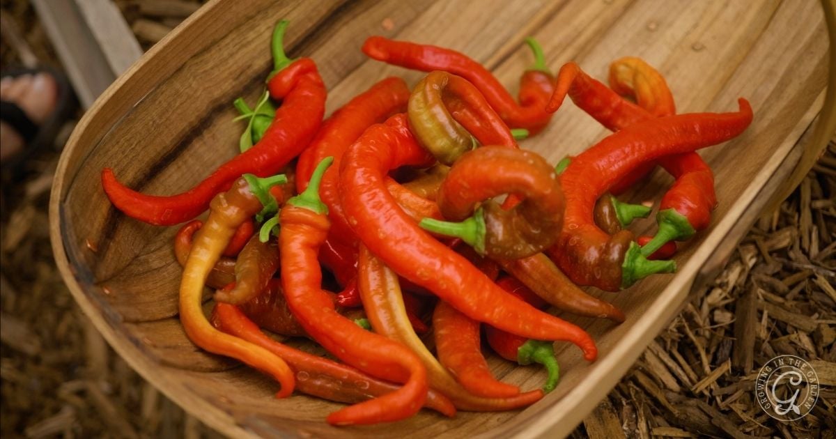 Red and orange chili peppers in a wooden bowl on a wood chip surface—a colorful example of what to harvest in July in Arizona.