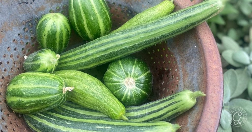 Green striped cucumbers, both round and elongated, in a rustic brown bowl with leafy greens nearby—perfect for those enjoying the rewards of summer gardening in Arizona.