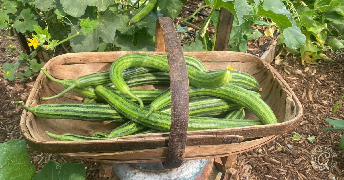 Long, striped green cucumbers—vegetables that love hot summers—rest in a wooden basket outdoors, surrounded by garden plants and soil.