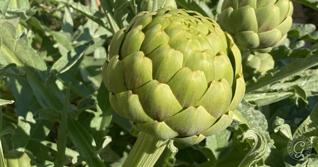 Close-up of a green artichoke growing on its plant with leaves in the background.