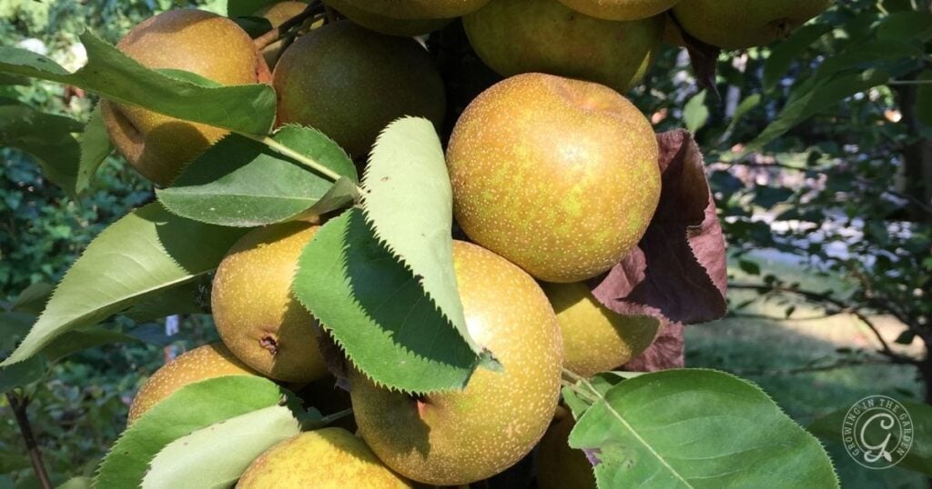Cluster of ripe Asian pears growing on a tree, surrounded by green leaves in sunlight—an ideal sight for anyone following the Arizona Fruit Planting Guide.