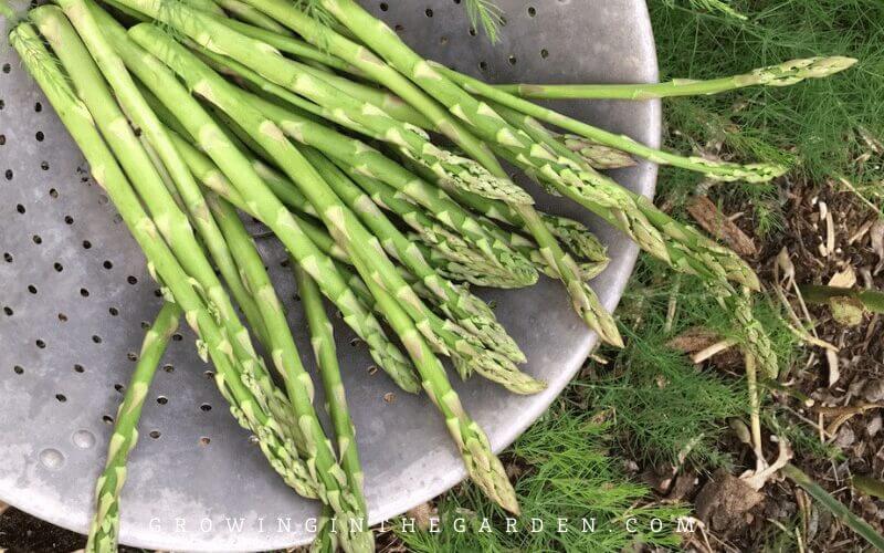 How to grow asparagus