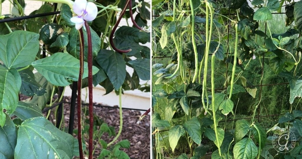 Two types of yardlong beans, one of the best vegetables to grow vertically, are seen here: dark red beans with a purple flower on one side and green beans among leafy plants, all thriving in a vertical gardening vegetable setup.