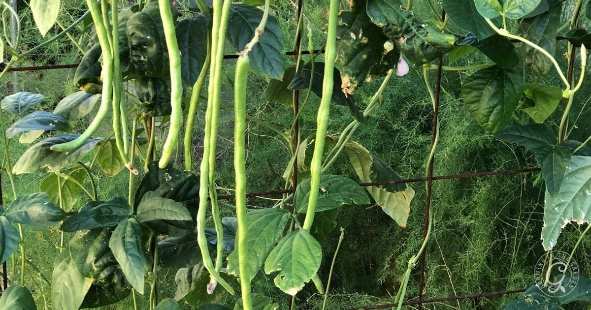 Long green beans, one of the vegetables that love hot summers, hang from a vine with green leaves, growing on a wire trellis outdoors.