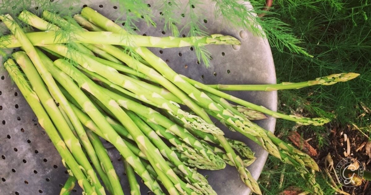 Fresh asparagus spears laid out on a perforated metal surface with green foliage in the background.