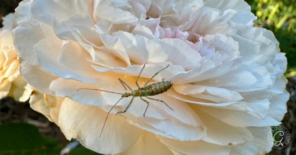 Gardening for Beginners: Beneficial Insects as Pest Control