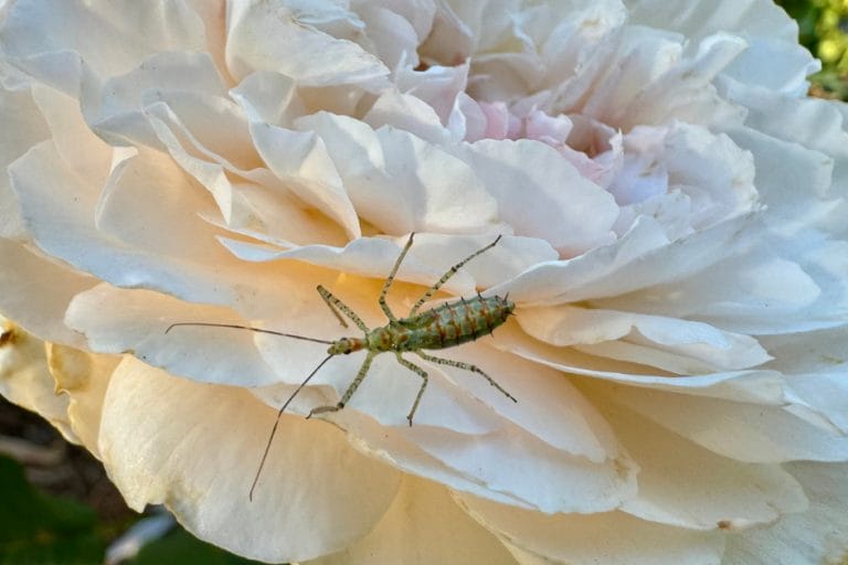 Beneficial Insects as Natural Pest Control featured image