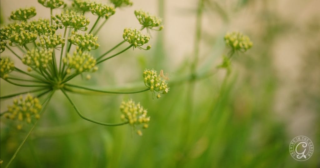 Assassin bug nymph on bolted parsley