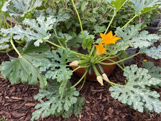 Astia Container Zucchini featured image