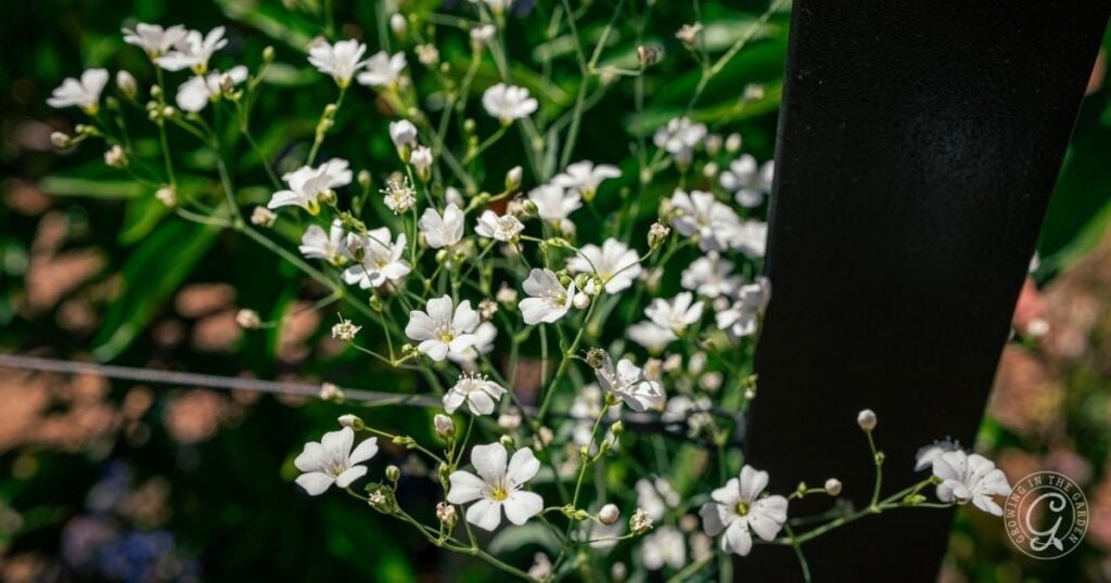 Delicate white flowers blooming beside a black metal post, with green foliage in the background—an inspiring scene for any Arizona Annual Flowers Planting Guide.