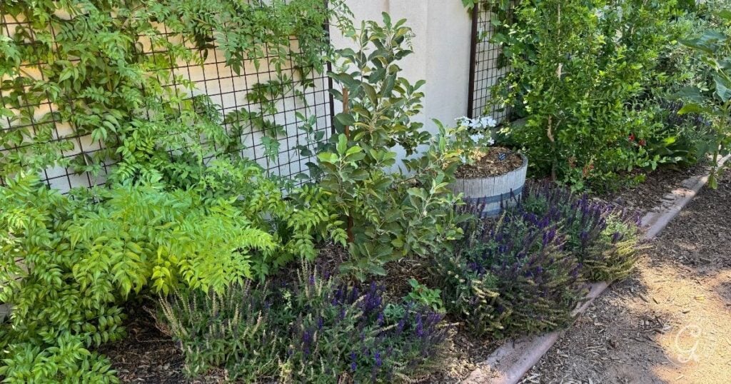 Garden bed with leafy green plants, purple flowers, and a small tree near a wall with a trellis—perfect inspiration for your backyard garden design.