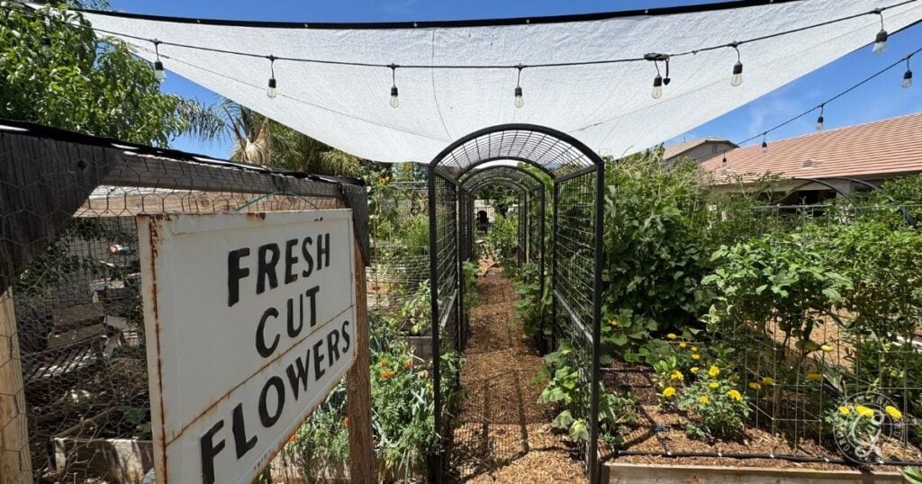 Garden path with a canopy, string lights, and a sign that reads Fresh Cut Flowers beside blooming plants—perfect inspiration for your backyard garden design.