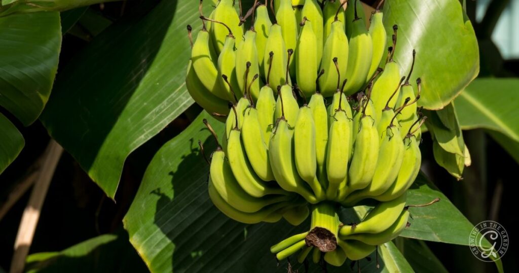 A bunch of unripe green bananas growing on a banana plant, framed by large green leaves, showcases a scene you might find in the Arizona Fruit Planting Guide.