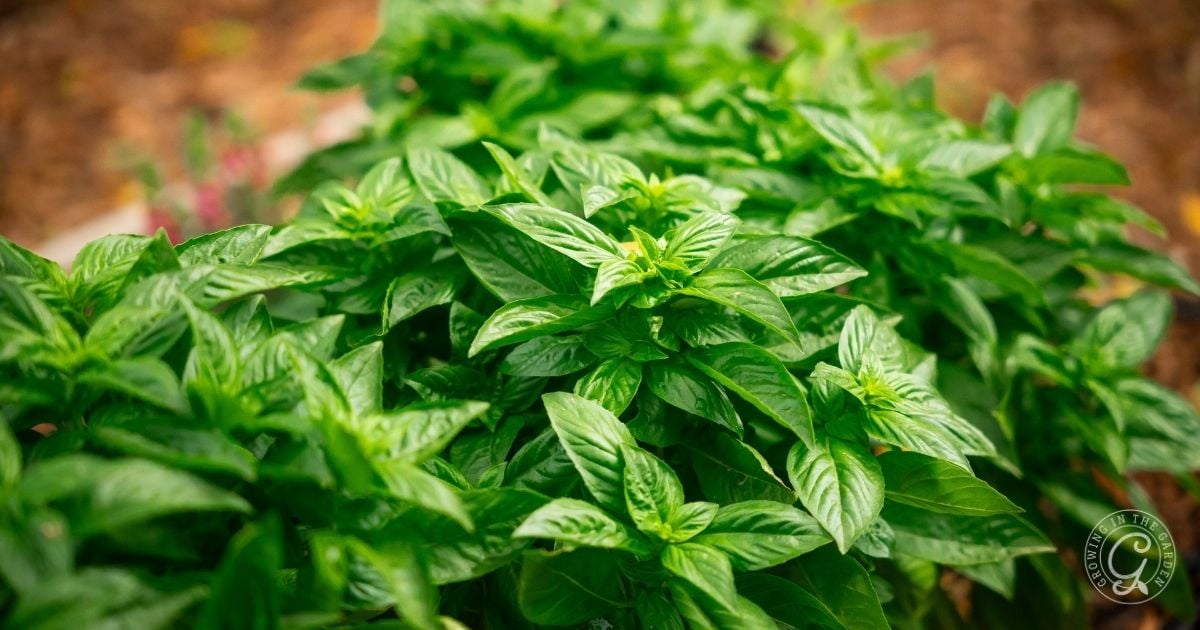 Close-up of lush green basil plants growing outdoors in a garden, one of the vegetables that love hot summers.
