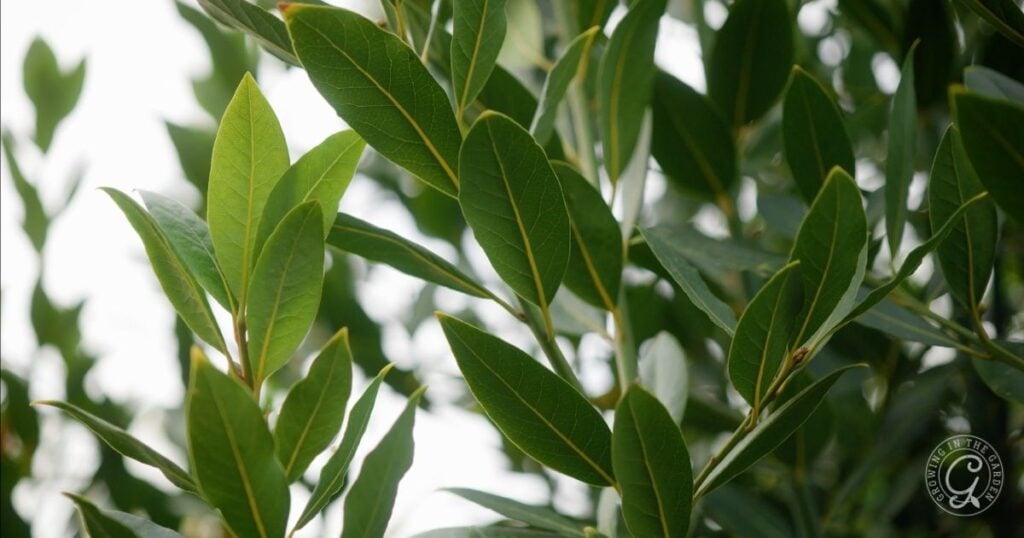 Close-up of bay laurel leaves with smooth, elongated green blades and prominent veins, growing on branches against a blurred background of more foliage. A circular watermark appears in the lower right corner.