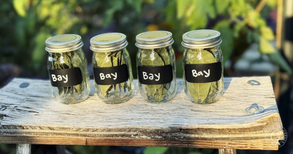 Bay Leaves