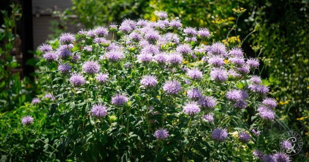 A lush green plant with clusters of light purple, spiky flowers blooms in a bright, sunlit garden, surrounded by other green foliage.