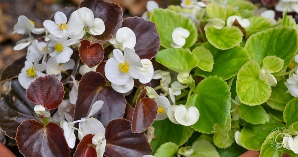 White begonia flowers with yellow centers, surrounded by dark red and bright green leaves.