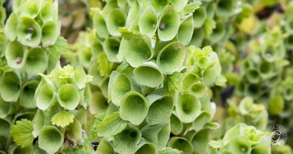 Close-up of green Bells of Ireland flowers with cup-shaped blooms and leafy stems.