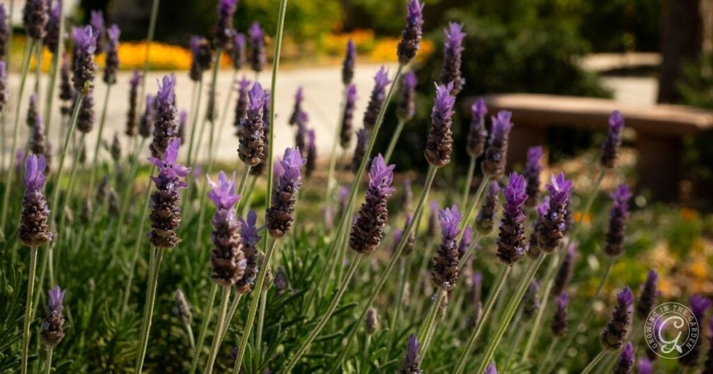 Best Companion Plants for Warm-Season Gardens