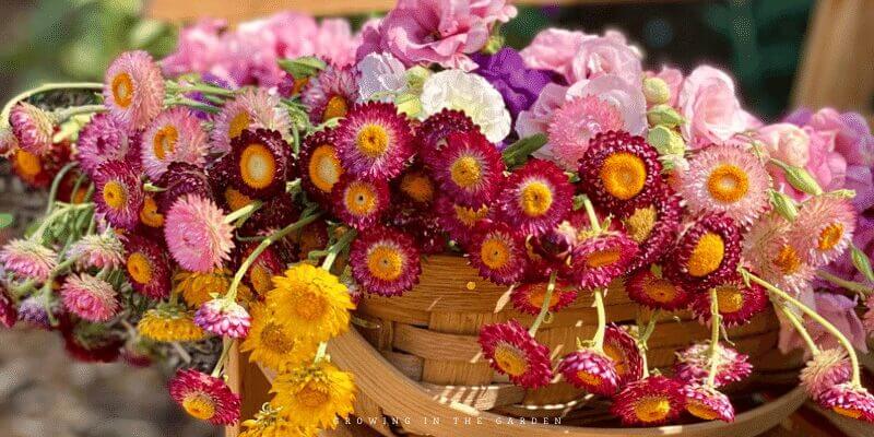 10 Easiest Cool-Season Flowers to Plant From Seed