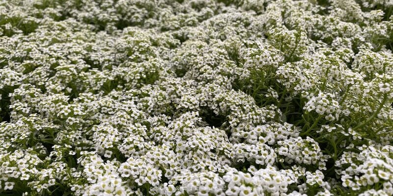10 Easiest Cool-Season Flowers to Plant From Seed alyssum