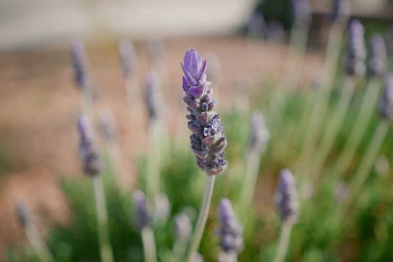 Best Lavender Varieties For Hot Climates featured image