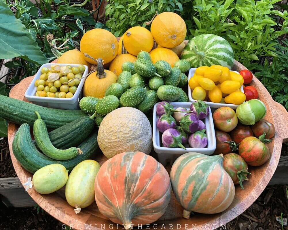 Best Organic Garden Fertilizer