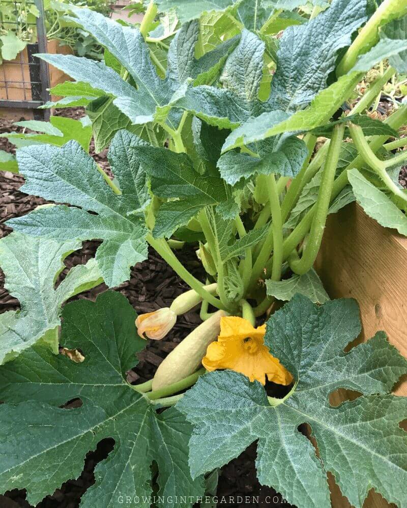 Best Organic Garden Fertilizer